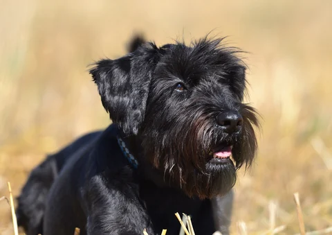 Schwarzer Mittelschnauzer im Nahporträt mit deutlich sichtbarem Bart und Augenbrauen.
