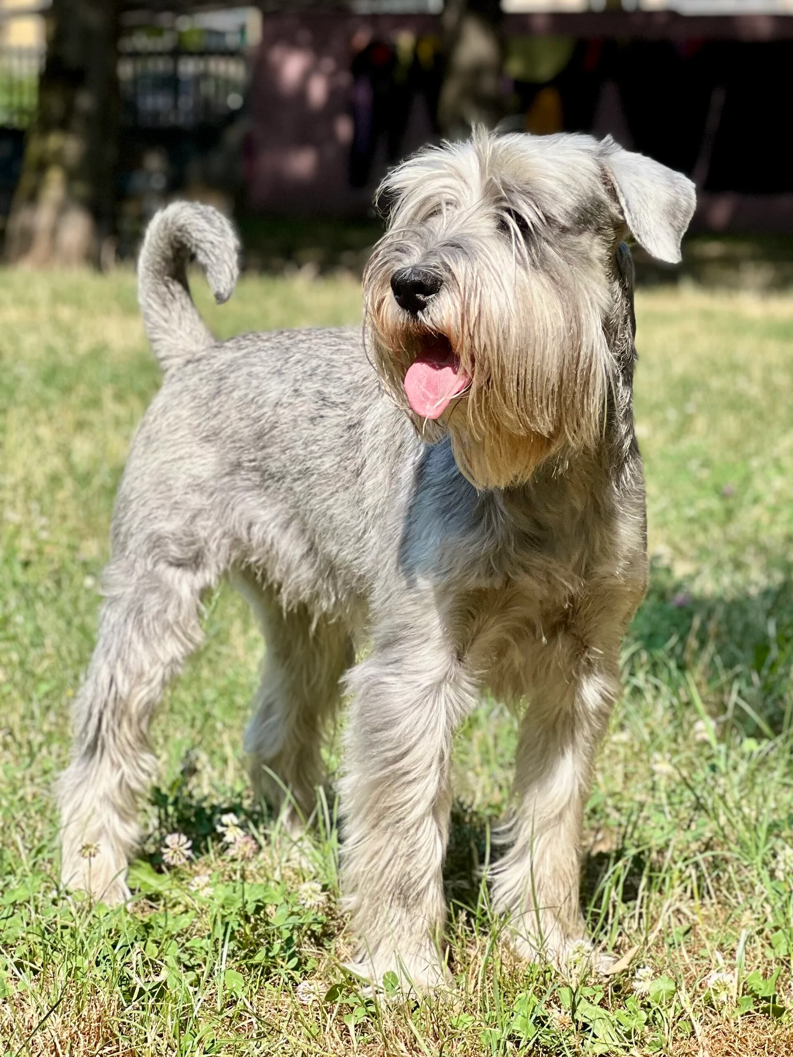 Mittelschnauzer mit pfeffer-salzfarbenem Fell steht auf einer Wiese.