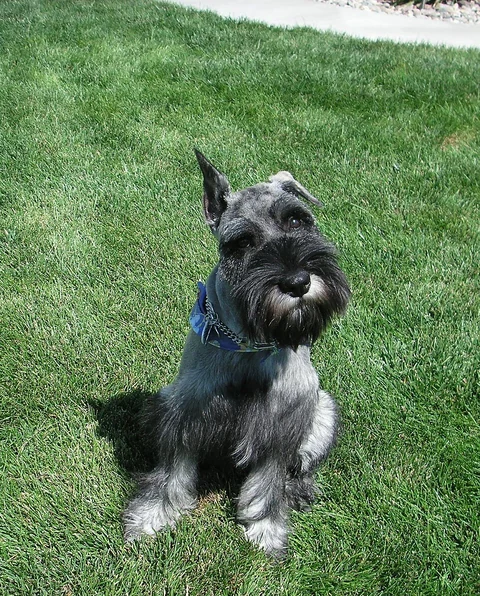 Sechs Monate alter Mittelschnauzer sitzt auf einer Wiese.