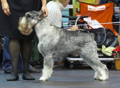 Mittelschnauzer in seitlicher Ganzkörperansicht.