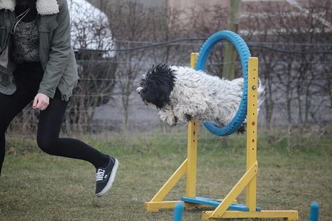 Tibetan Terrier jumping through an agility tyre.