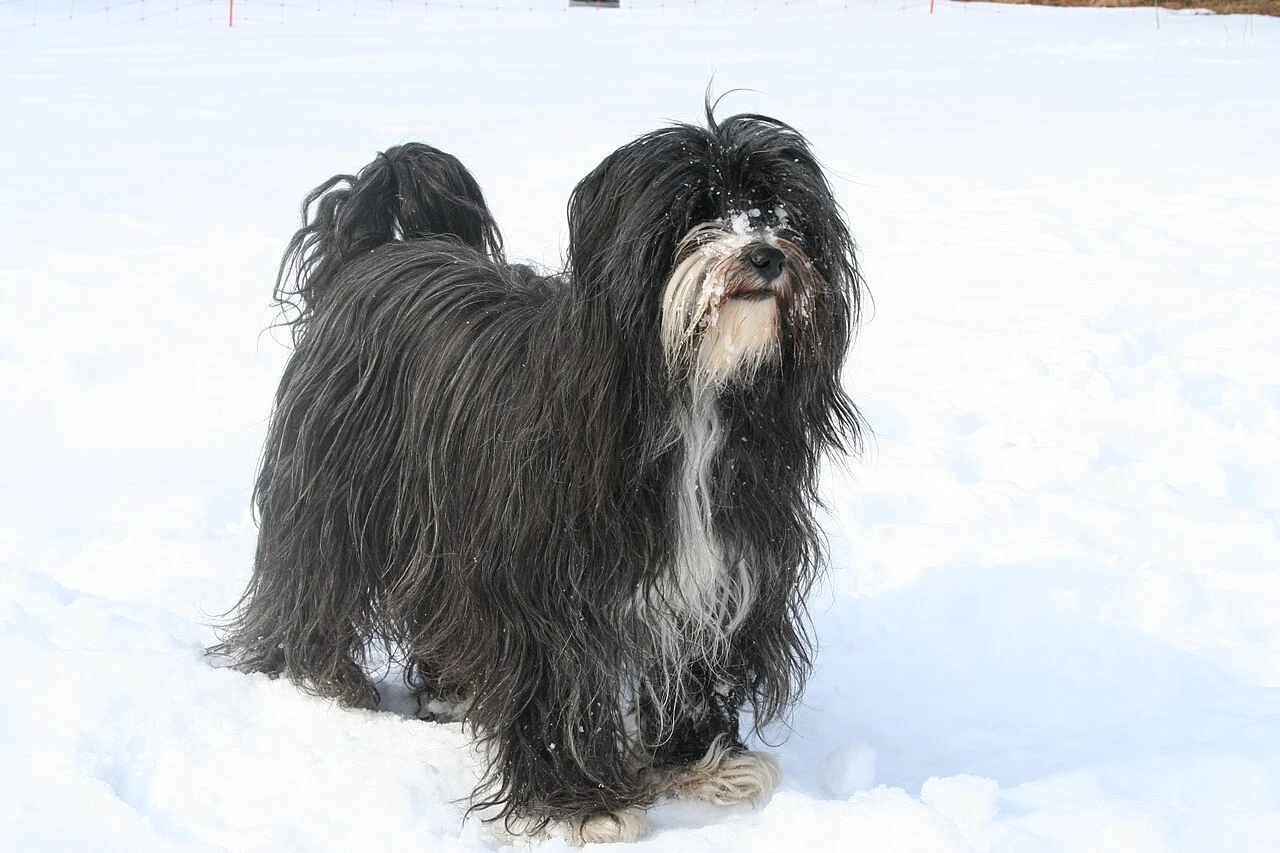 Black-and-white Tibetan Terrier standing in snow and looking towards the camera.