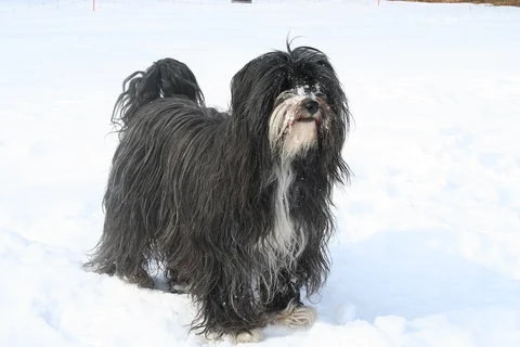 Tibet Terrier mit schwarz-weißem Fell steht im Schnee und schaut zur Kamera.