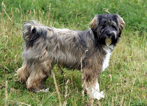 Tibetan Terrier aged about seven months standing in grass.