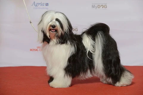 Full side view of a long-coated Tibetan Terrier at a dog show.