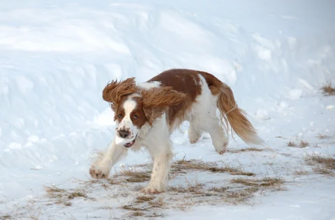 Welsh Springer Spaniel rennt durch den Schnee.