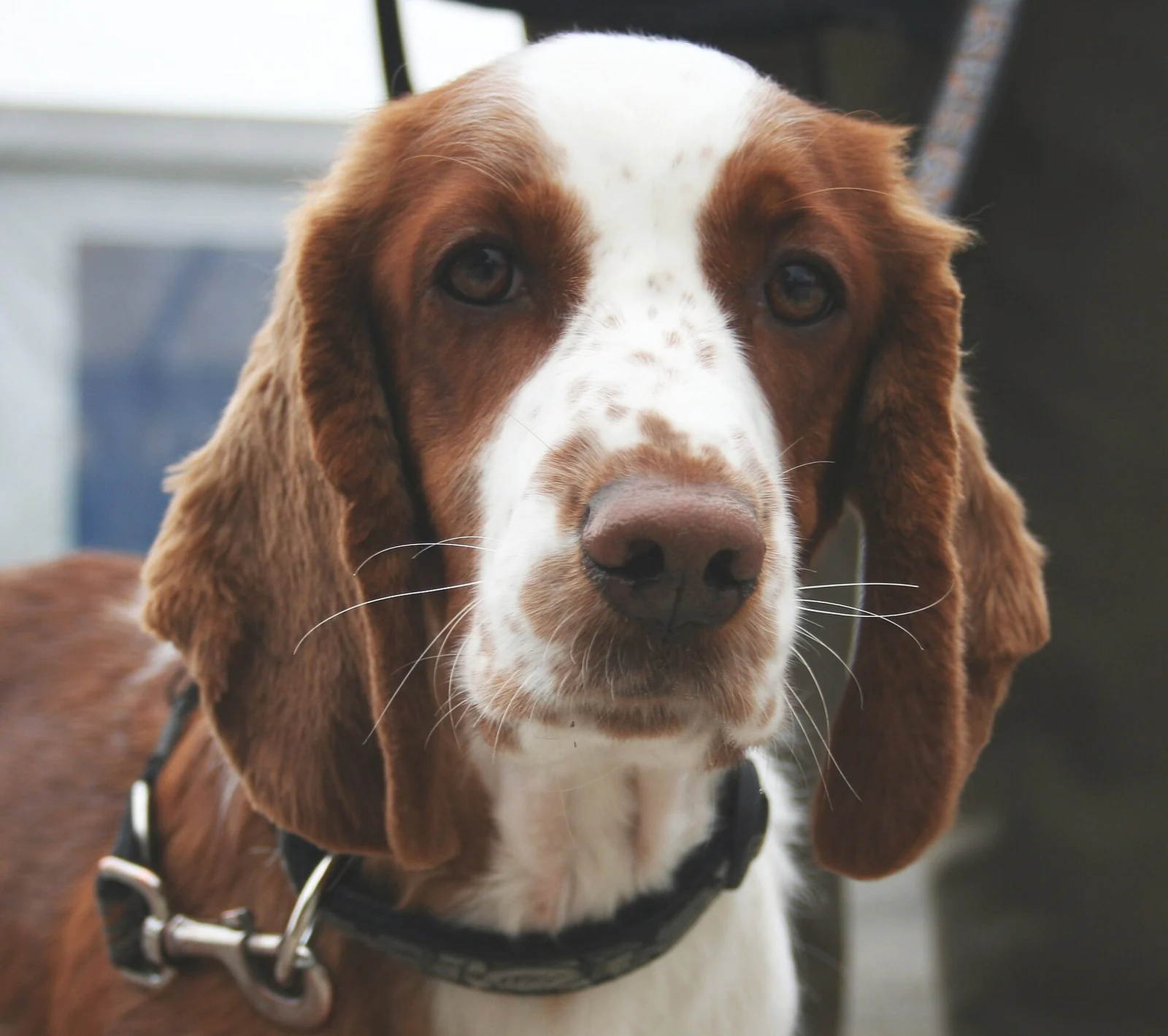 Welsh Springer Spaniel mit rot-weißem Fell im frontalen Porträt.