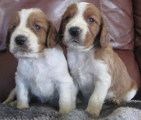Zwei vier Wochen alte Welsh-Springer-Spaniel-Welpen sitzen nebeneinander.