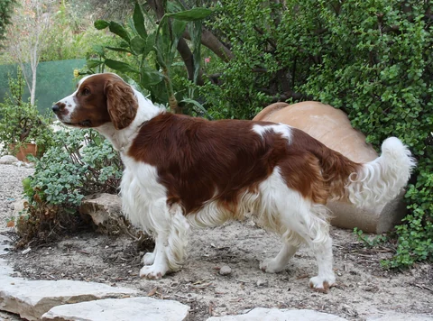 Welsh Springer Spaniel in seitlicher Ganzkörperansicht in einem Garten.