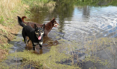 Zwei Australian Kelpies stehen im flachen Wasser am Ufer eines Teichs.