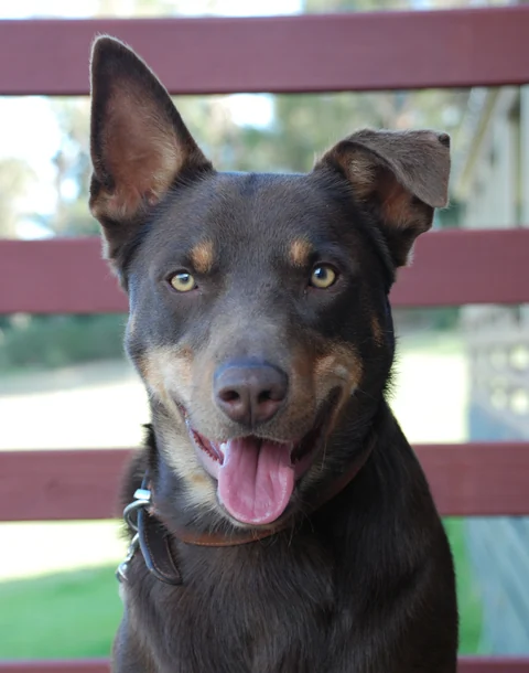 Australian Kelpie mit kurzem, dunklem Fell und hellbraunen Abzeichen schaut mit offenem Maul zur Kamera.