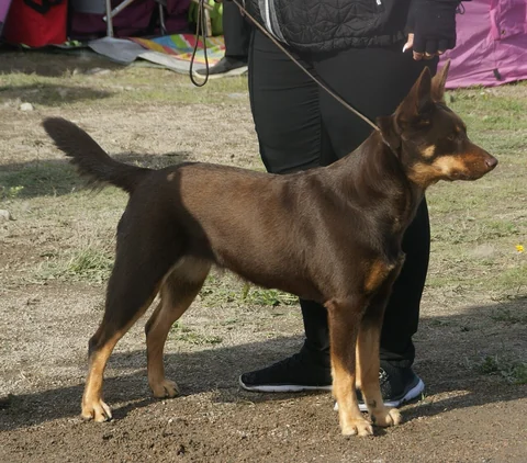 Brauner Australian Kelpie mit hellbraunen Abzeichen und aufgerichteten Ohren, der an einer Leine seitlich steht.