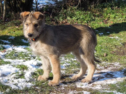 Berger-Picard-Welpe mit braunem Fell steht auf einer Wiese neben Schneeresten.