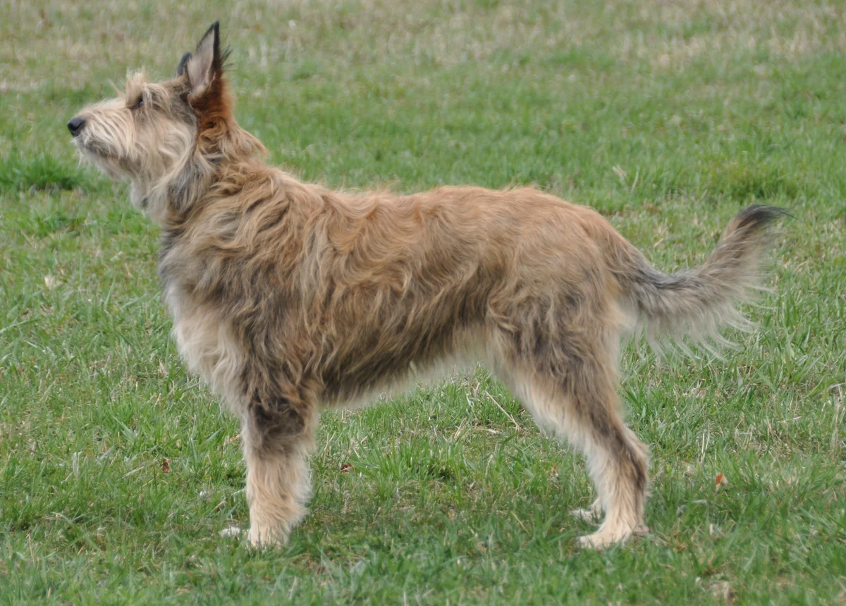 Berger Picard mit rauem, hellbraunem Fell und aufgerichteten Ohren steht seitlich auf Gras.