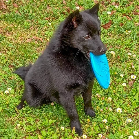 Schwarzer Schipperke hält im Gras eine blaue Wurfscheibe im Maul.