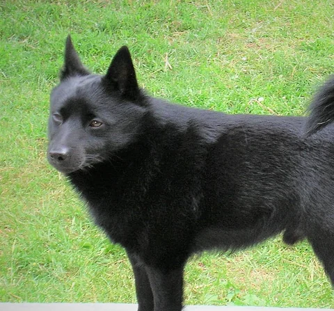 Kopf und Vorderkörper eines schwarzen Schipperkes mit spitzen Ohren und dichtem Halsfell.