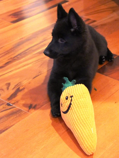 Schwarzer Schipperke-Welpe liegt auf einem Holzboden neben einem gelben Stoffspielzeug.