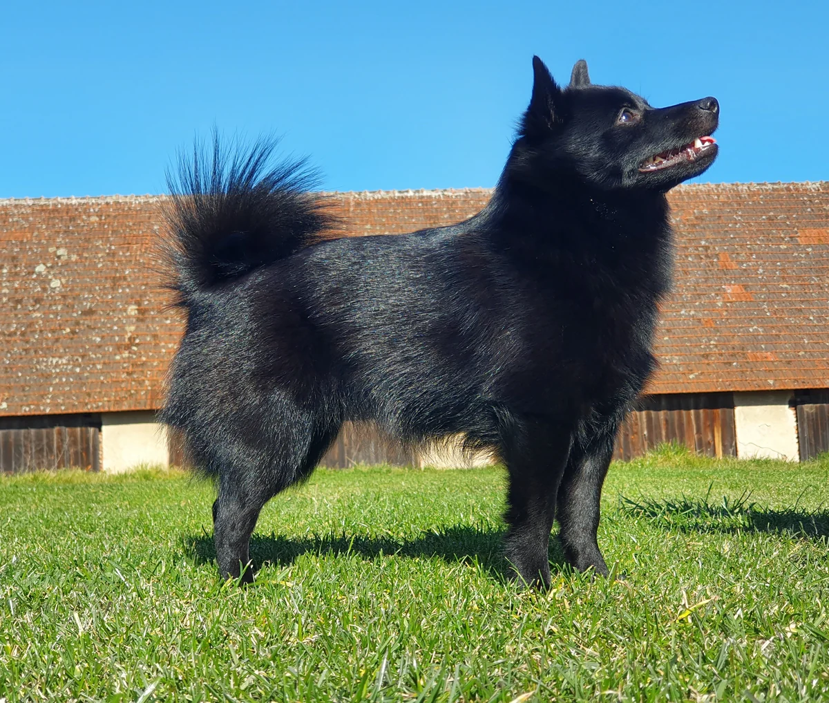 Schwarzer Schipperke mit aufgerichteten Ohren und eingerollter Rute steht seitlich auf einer Wiese.