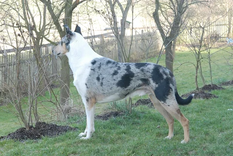 Kurzhaarcollie mit grau-schwarz gesprenkeltem Fell und weißem Hals steht seitlich in einem Garten.