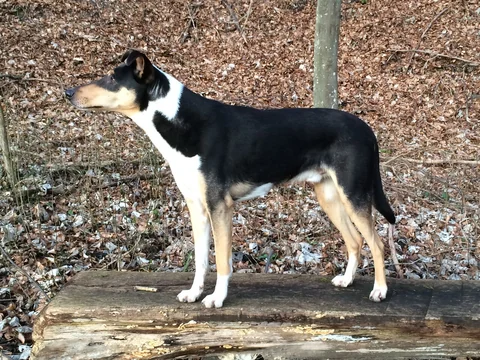 Dreifarbiger Kurzhaarcollie steht auf einer Holzfläche vor einem Wald mit Laub auf dem Boden.