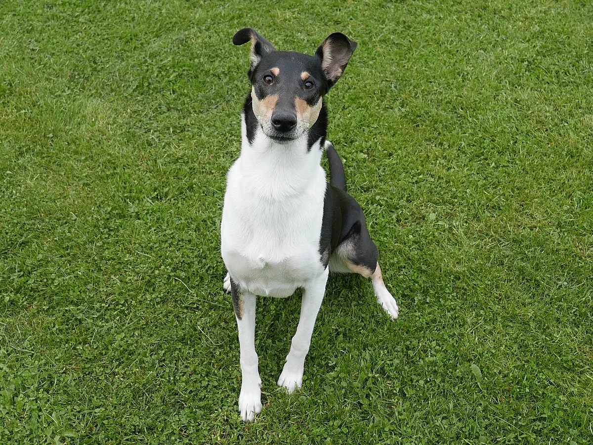 Dreifarbiger Kurzhaarcollie mit weißer Brust sitzt auf einer Wiese und schaut zur Kamera.