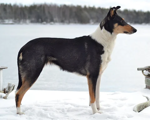 Dreifarbiger Kurzhaarcollie steht seitlich im Schnee, mit weißem Hals und dunklem Rücken.