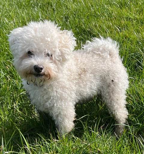 Bolognese with a shorter white coat standing in grass.