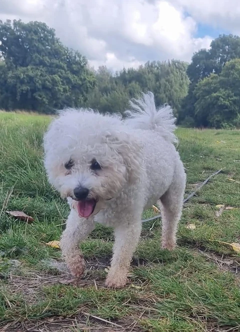 Bolognese walking towards the camera along a grassy path.
