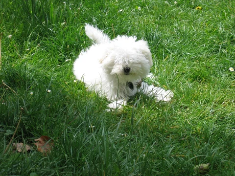 Young Bolognese in long grass.