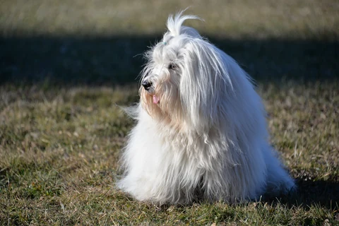 Coton de Tuléar with a long white coat sitting in grass.