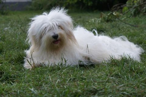 Coton de Tuléar liegt im Gras.