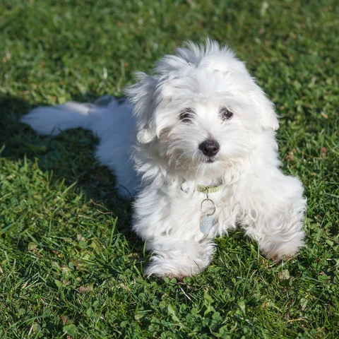 Coton-de-Tuléar-Welpe liegt mit Halsband im Gras.