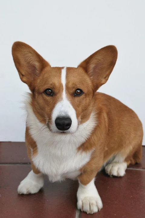 Red and white Cardigan Welsh Corgi with large upright ears.