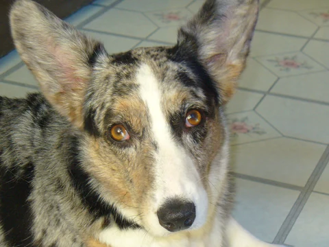 Head portrait of a blue merle Cardigan Welsh Corgi.