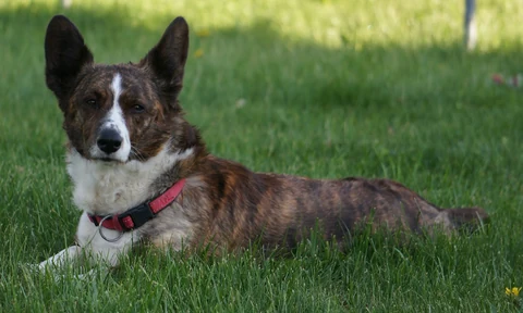 Brindle Cardigan Welsh Corgi lying in grass.