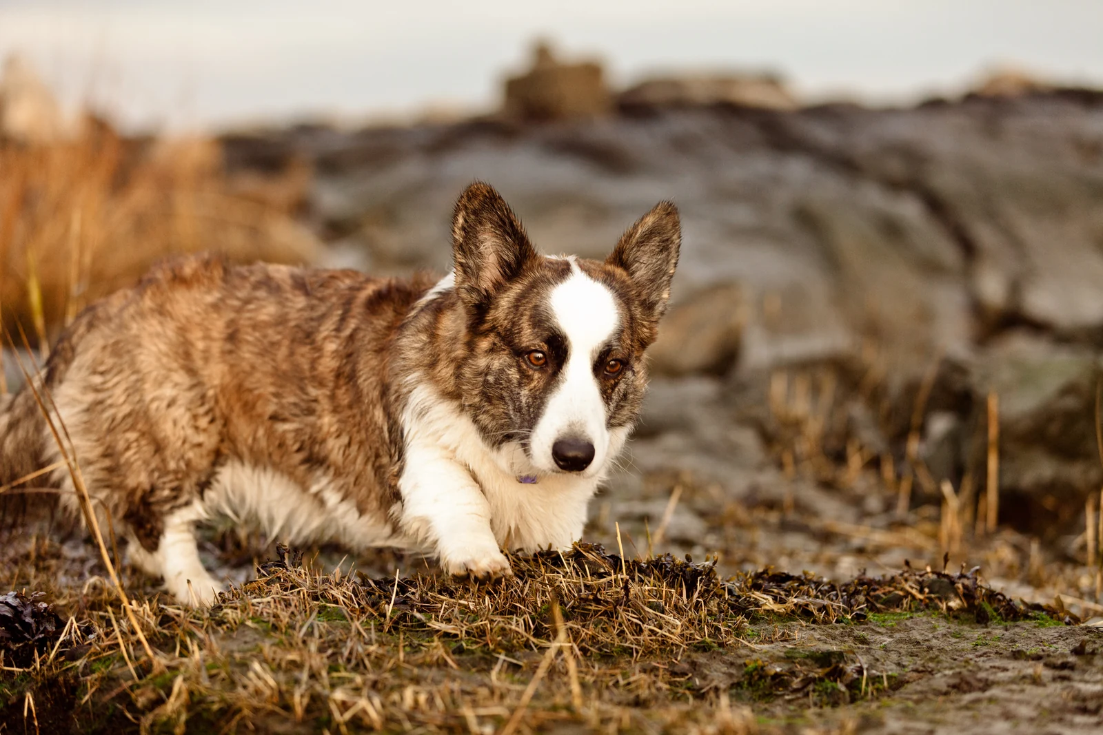 Brindle Cardigan Welsh Corgi with white markings on rocky ground.