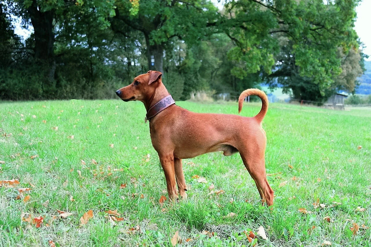 Roter Deutscher Pinscher in seitlicher Ansicht auf einer Wiese.