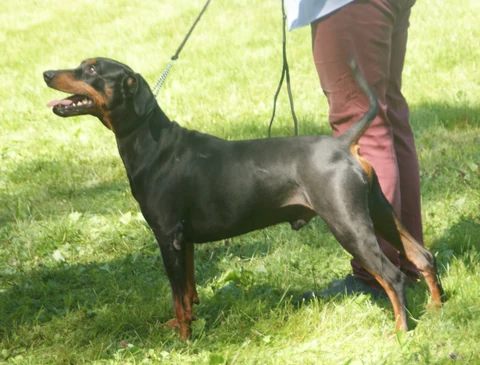 Schwarz-roter Deutscher Pinscher in seitlicher Ansicht.