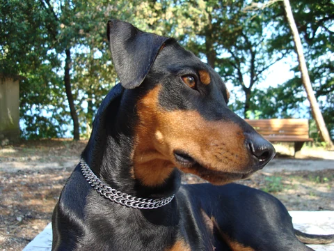 Schwarz-roter Deutscher Pinscher im Kopfporträt.