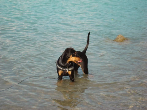 Deutscher Pinscher steht im flachen Wasser.