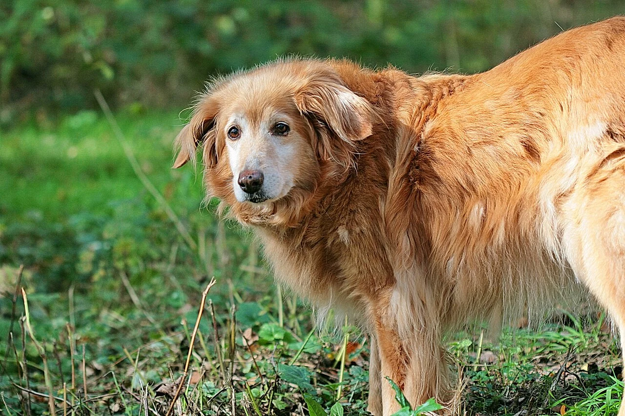 Blonder Hovawart mit hellem Fang im Freien.