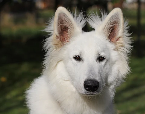 Porträt eines Weißen Schweizer Schäferhundes mit aufgerichteten Ohren.