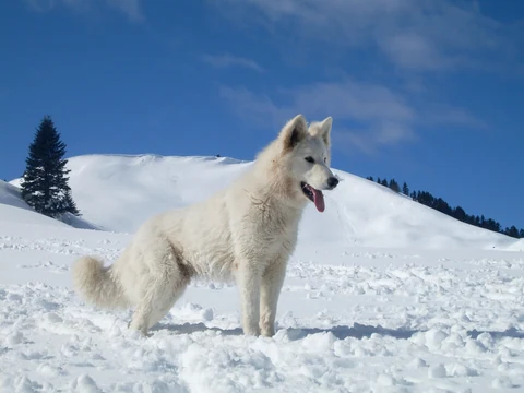 Weißer Schweizer Schäferhund im Schnee vor blauem Himmel.