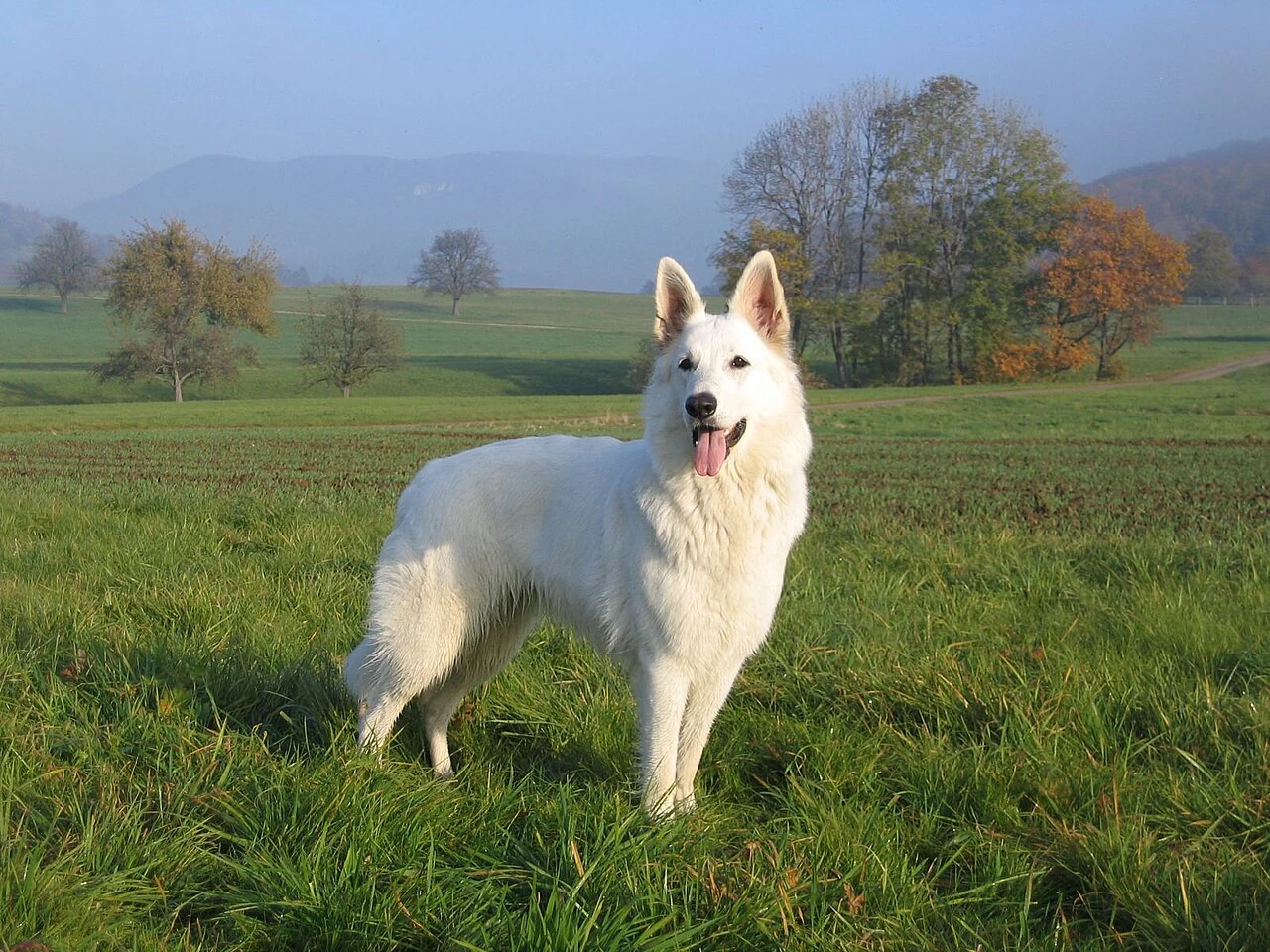 Weißer Schweizer Schäferhund auf einer Wiese.