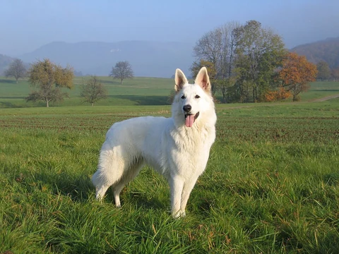 White Swiss Shepherd standing in a meadow.