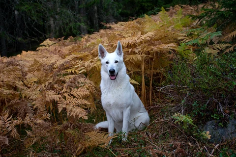 Weißer Schweizer Schäferhund zwischen herbstlichen Farnen.