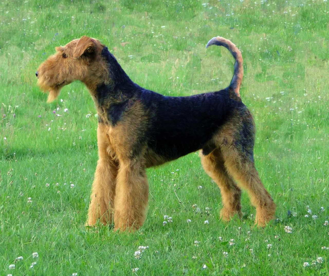 Airedale Terrier mit schwarzem Rücken und lohfarbenem Fell steht auf einer Wiese.