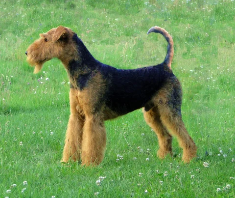 Airedale Terrier mit schwarzem Rücken und lohfarbenem Fell steht auf einer Wiese.