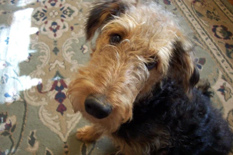 Airedale Terrier blickt von einem gemusterten Teppich zur Kamera hinauf.