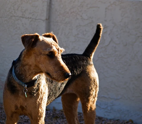 Airedale Terrier mit blauem Halsband steht im Freien und schaut zur Seite.
